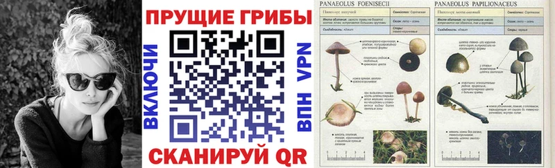 купить наркотик  hydra как войти  Галлюциногенные грибы Psilocybe  Гаврилов Посад 